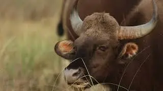 Herbivores of Kanha | Trailer Beautiful Wildlife Videos Series | Kanha National Park | Tiger Reserve