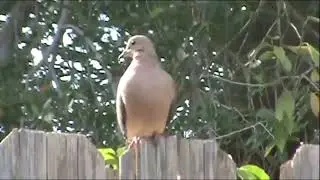 Do Mourning Doves Mate for Life?
