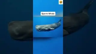 Aquatic Adventurers - Animals and their Incredible Breath Holding Skills