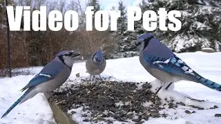 Blue Jays, Rabbits, Finches and Animals in Nature - 10 Hour Cat TV for Pets 😺 - Mar 11, 2025