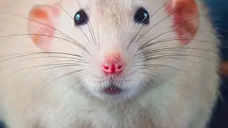 Как крысы видят мир? Загляните в зрение вашей крысы! 👀