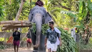 പട്ടയും താങ്ങി വരുന്ന ചിറക്കൽ ശബരിനാഥ് 🥰 Chirakkal sabarinadh @Chirakkal Temple #kerala #elephant