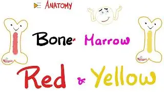 Red Bone Marrow vs Yellow Bone Marrow | Anatomy and Histology