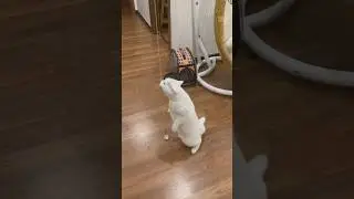 Very very sensitive cat