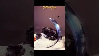 MMA Shorts : CutlassFish | Silver ScabbardFish | Hairtails Fish #seafish #marinelife #marinefish