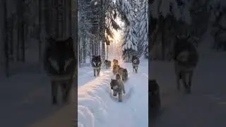 Жизнь в стае: Забота о потомстве🥹🥹