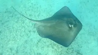 Snorkeling the Coral Reef in Tulum / Huge Rays