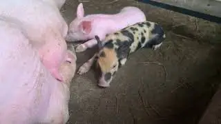 The best pig breed ever!