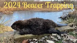 2024 Pennsylvania Beaver Trapping