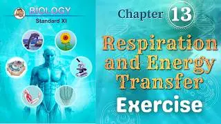 Respiration and Energy Transfer class 11 biology chapter 13 exercise solutions