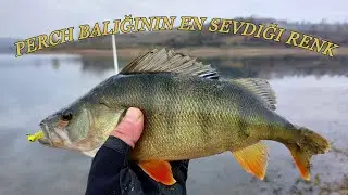 Sakarya Tatlı Su Levreği Avı - Perch Avı │ LRF At Çek Balık Avı