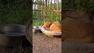 Where is Jerry's classic laugh after bombing Tom? ##funny#cat#tomandjerry#shorts #funnycatvideo