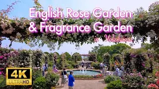 English Rose Garden🌹イングリッシュローズの庭/港の見える丘公園