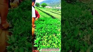 Best Innovative Tea Leaf Harvesting Machine Tool for Efficiency