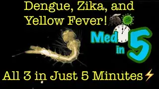 Dengue, Zika, and Yellow Fever: Mosquito-Borne Viruses You Should FEAR! 😱🦟🦠
