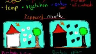 1. Effect of competiton, physical and chemical conditions on evolution (HSC biology)