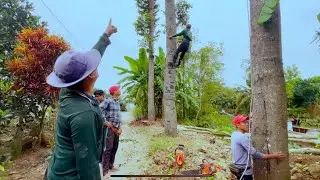 A viên Và A Nên Cưa Cây Sao khủng cao chót vót tại Châu Thành(phần đầu)