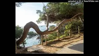 Pi de la cala dels Musclos
