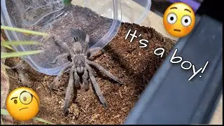 Australian male Goliath bird eating spider (Phlogius  Cooktown Goliath)