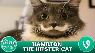 Hamilton The Hipster Cat ★ Best Vines Compilation ★ (HD)