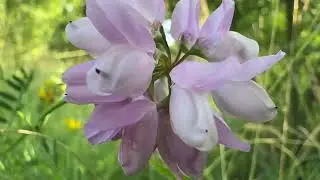 Отруйна рослина В&rsquo;язіль барвистий, Coronilla varia.