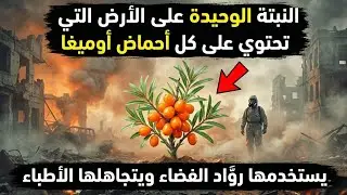 أقوى من السلمون: النبات الوحيد على وجه الأرض الذي يجمع الأوميغا الأربعة!