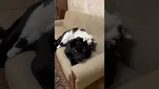 Даже пантере жалко побеспокоить спящего котика😻 #panther #cat #милота