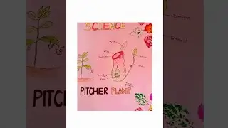 29 Smart Tools To Simplify What Is Pitcher Plant?What Is Pitcher Plant?: 27 Interesting Facts