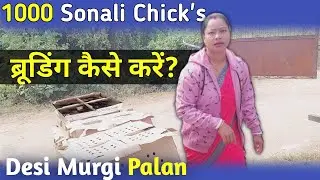 Brooding taiyar kaise karen | 1000 देसी मुर्गी के चुज्जे का ब्रूडिंग Murgi Palan