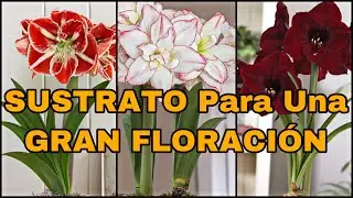 SUSTRATO Para Una GRAN FLORACIÓN De AZUCENAS (Hippeastrum amarillys)