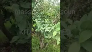 massarin sounsoun Ladon