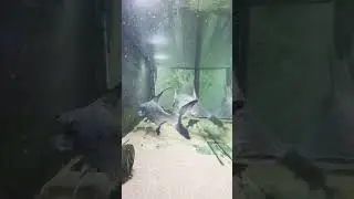 Giant paroon shark #fishroom #paroonshark #monsterfish