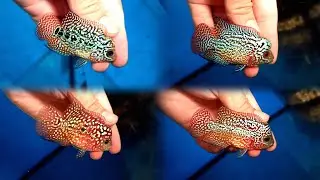 Lên Nhiều Cá La Hán DÒNG KAMFA F2 Size Nhỏ ĐẸP TUYỂN cho anh em tham khảo 