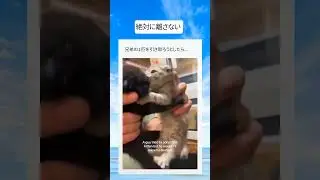 一緒に引き取られたそうです #shorts #おすすめ #猫 #兄弟 #cat