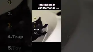 Ranking Best Cat Moments 😸🐾 Part 529