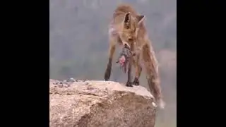 Eagle vs Fox Real fight for food