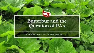 Butterbur and the Question of PA&rsquo;s