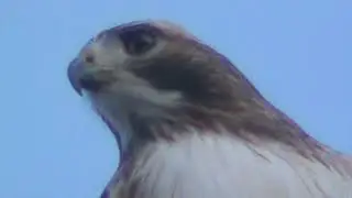 MUST SEE huge giant predator raptor bird of prey eagle falcon hawk attack cockatiel window walmart