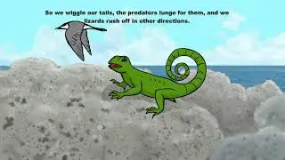 About Curly Tail Lizards