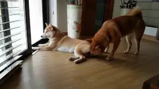 Suki on heat and Shiro licky lick
