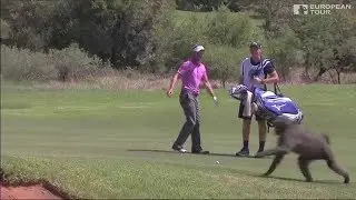 Luke Donald has a close encounter with a Baboon