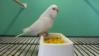 2 Dakikada Kuşlara Mama Hazırladım Mamayı Gören Saldırdı