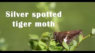 #life #relaxing #relaxation #ladybug #Silver-spotted tiger moth