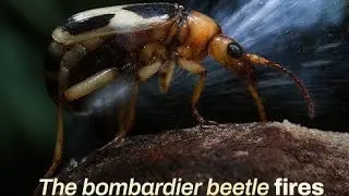 Top 10 animals with superpowers #top10 #animals 