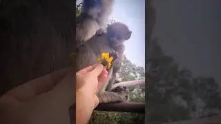 Feeding Flowers To Wild Animals