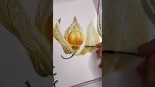 Physalis Watercolor Painting #christmaspaintings #everydaywatercolor #watercoloring #howtopaint
