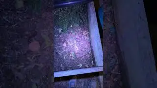 Testing the Nebo Illumatrace