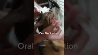 Giving Oral Liquid Medication To A Cat Using Syringe | Mary Jane Aduna