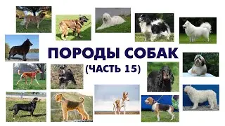 Учим породы собак (часть 15) \ карточки домана\ Learning dog Breeds (Part 15)\ Doman cards