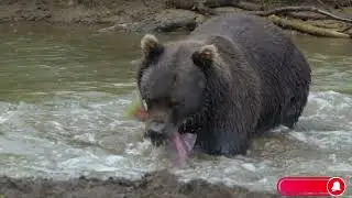 Vast Russia TOP 10. TRAVEL. RELAX Music.  Nature. Forest and mountains.